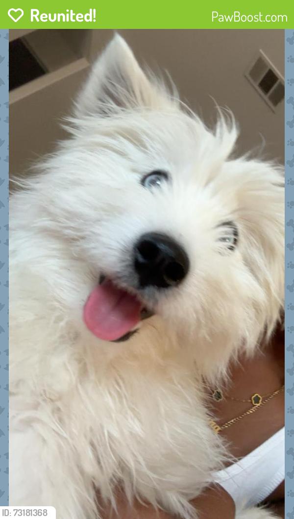 Reunited Female Dog last seen 20th st west and west Avenue H, Lancaster, CA 93534