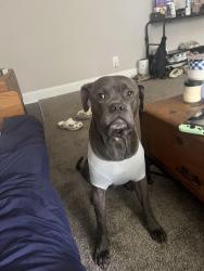 Reunited Male Dog last seen Fleetwood Ave and E Northern Pkwy, Baltimore, MD 21206