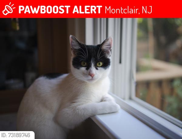 Lost Female Cat last seen Near Dodd Street, Montclair NJ 07042, Montclair, NJ 07042