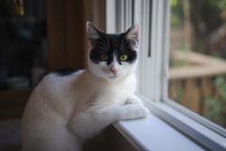 Lost Female Cat last seen Near Dodd Street, Montclair NJ 07042, Montclair, NJ 07042