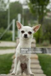 Reunited Unknown Dog last seen Gowan and Torrey Pines going north, Las Vegas, NV 89108