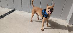 Lost Male Dog last seen Near nw 7th Ave wilton manor, Wilton Manors, FL 33311