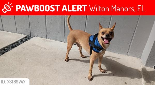 Lost Male Dog last seen Near nw 7th Ave wilton manor, Wilton Manors, FL 33311