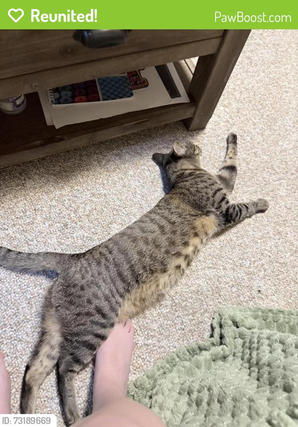 Reunited Female Cat last seen W Virginia and W Alaska, Lakewood, CO 80228