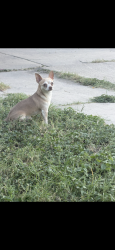 Lost Male Dog last seen Ceralvo, San Antonio, TX 78237
