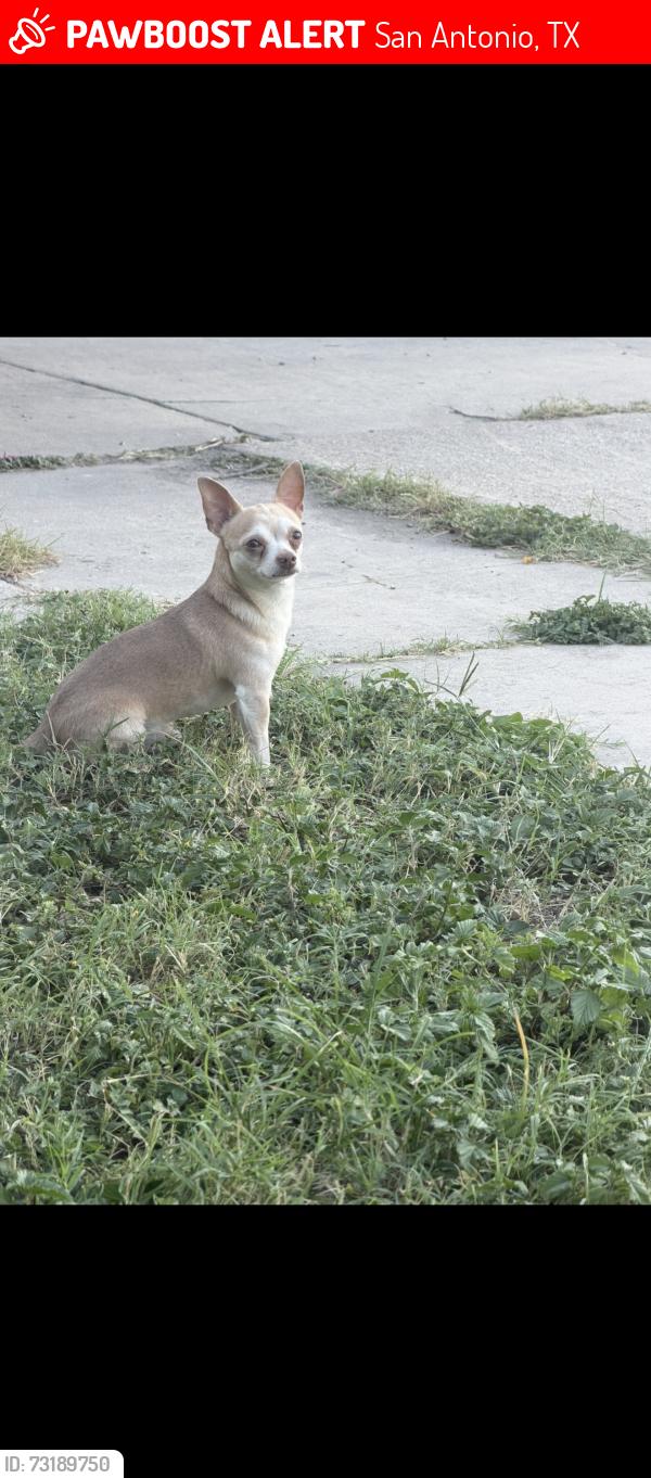 Lost Male Dog last seen Ceralvo, San Antonio, TX 78237