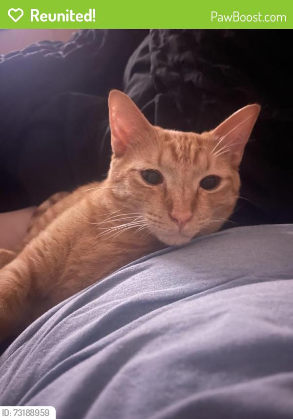 Reunited Male Cat last seen Matlock and turner warell, Arlington, TX 76002