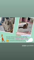 Lost Male Cat last seen Panania, Panania, NSW 2213