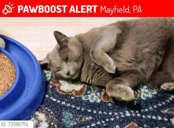 Lost Female Cat last seen Plank Rd and Poplar St. Mayfield, Mayfield, PA 18433