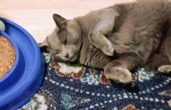 Lost Female Cat last seen Plank Rd and Poplar St. Mayfield, Mayfield, PA 18433