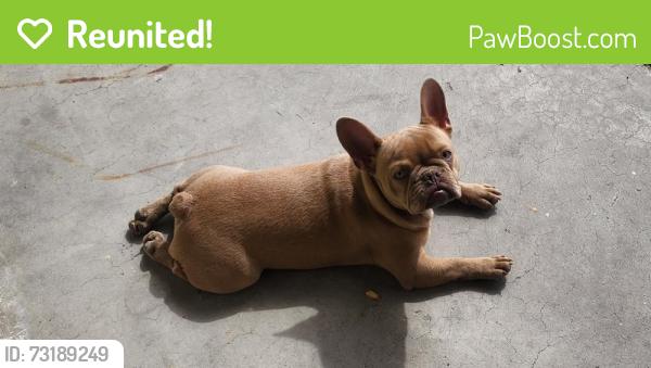 Reunited Male Dog last seen Rancho Vegas Drive, Las Vegas, NV 89106