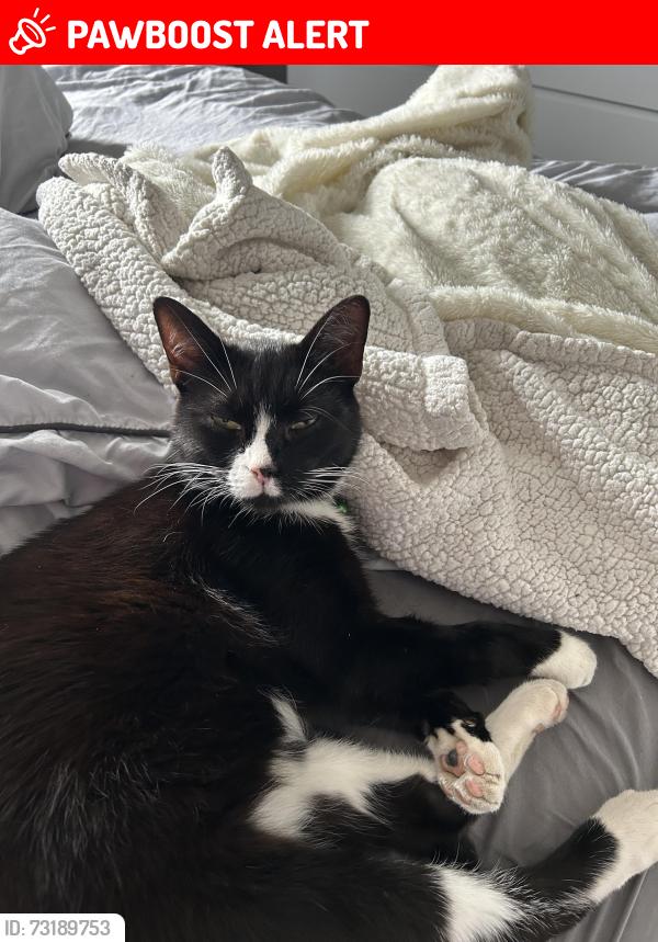Lost Male Cat last seen S59DH, Ecclesfield, England S5 9DH