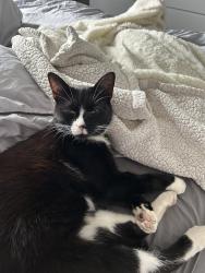 Lost Male Cat last seen S59DH, Ecclesfield, England S5 9DH