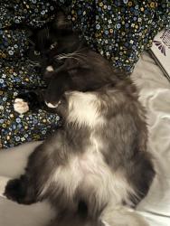 Reunited Female Cat last seen Dominik Drive, College Station, TX 77840