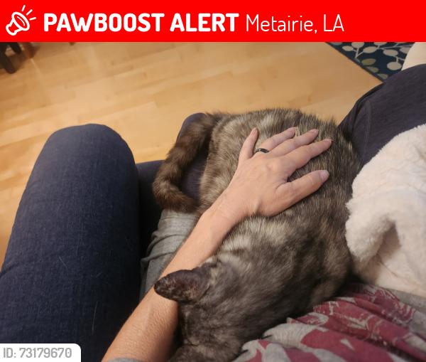 Lost Female Cat last seen Ridgelake Drive and West Esplanade, Metairie, LA 70002