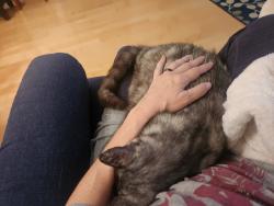 Lost Female Cat last seen Ridgelake Drive and West Esplanade, Metairie, LA 70002