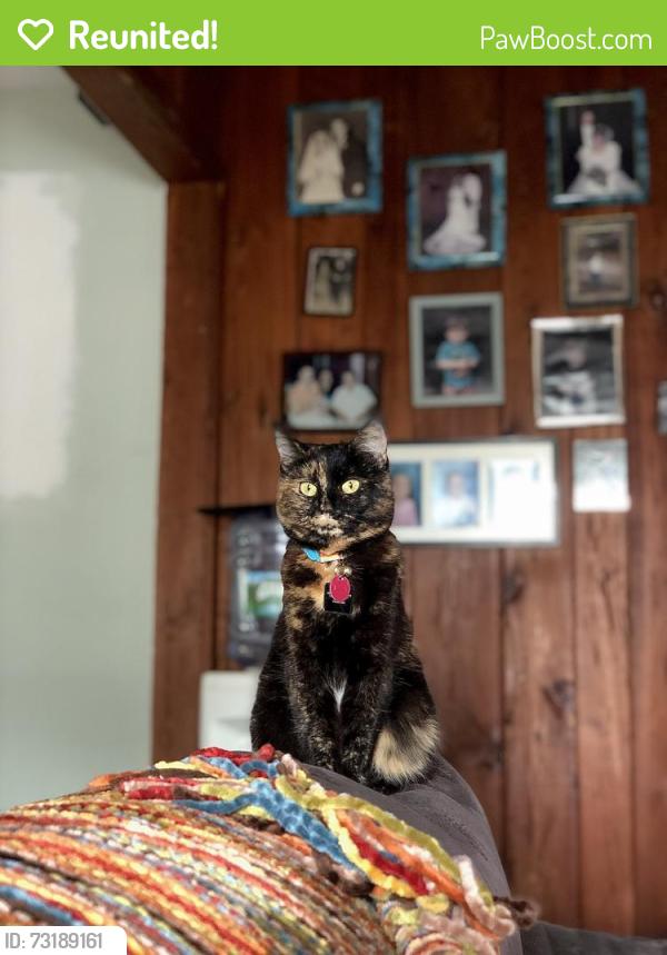 Reunited Female Cat last seen Regent Lane, Richard Lane, Wantagh, NY 11793