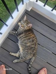 Reunited Female Cat last seen Prospect Ave., Halethorpe, MD 21227