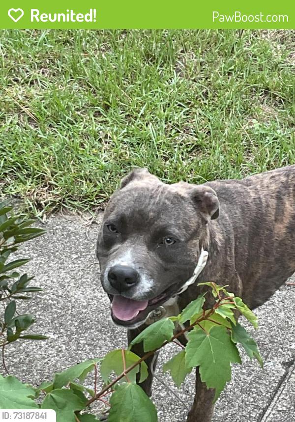 Reunited Male Dog last seen South Reilly road, Fayetteville, NC 28314