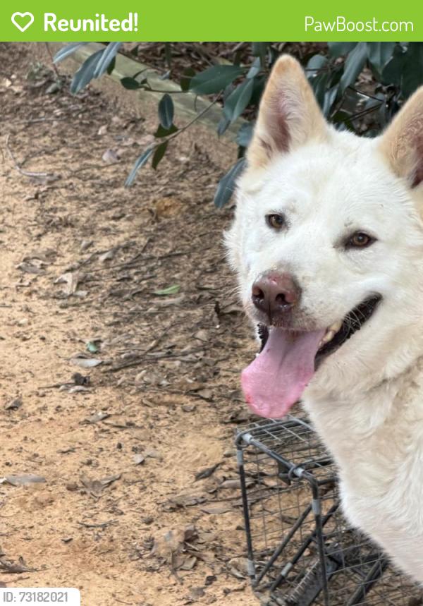 Reunited Male Dog last seen CR 523 and CR 608, Burleson, TX 76028