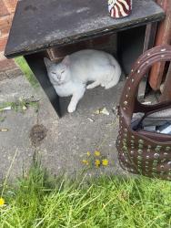 Lost Male Cat last seen Tame street, West Midlands, England 