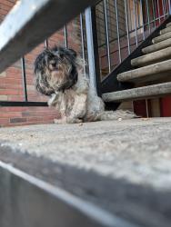Found/Stray Unknown Dog last seen Tx91 la salle, Sherman, TX 75090