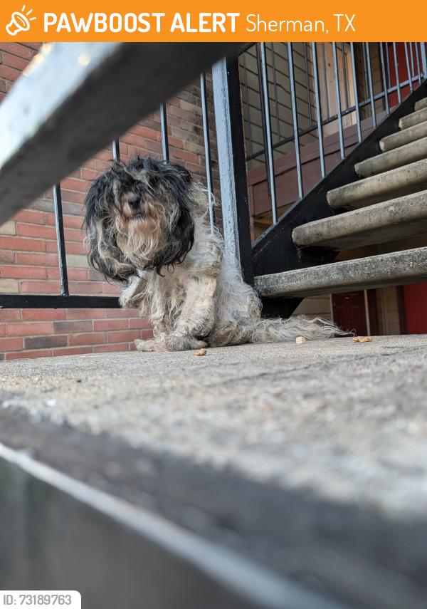Found/Stray Unknown Dog last seen Tx91 la salle, Sherman, TX 75090