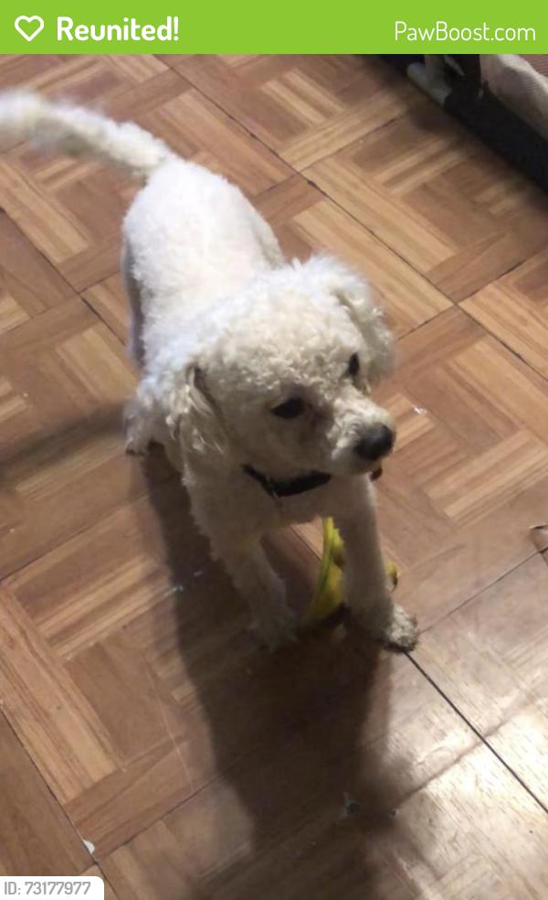 Reunited Male Dog last seen Dallas Tx, Dallas, TX 75217