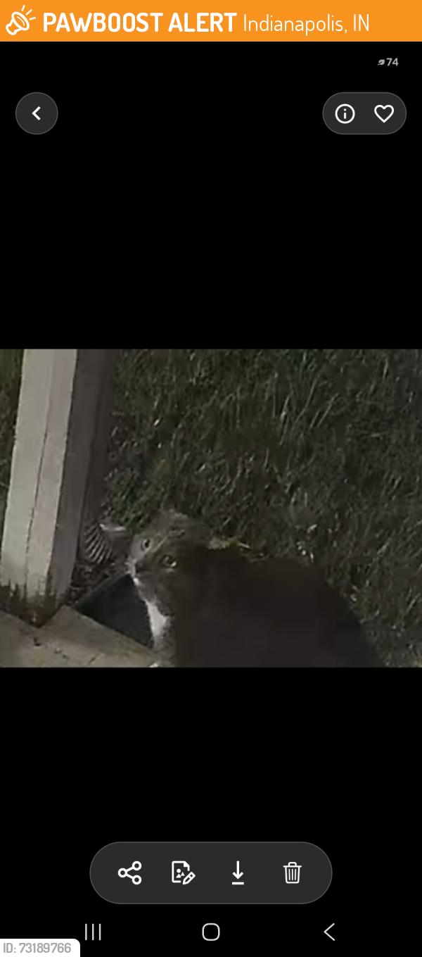 Found/Stray Unknown Cat last seen 52nd and Mitthoeffer, Indianapolis, IN 46235