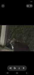 Found/Stray Unknown Cat last seen 52nd and Mitthoeffer, Indianapolis, IN 46235