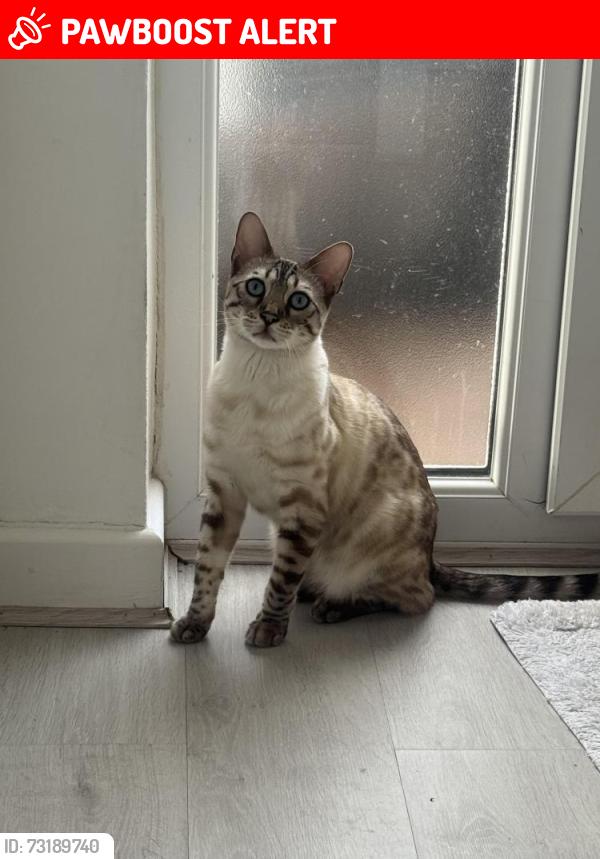 Lost Male Cat last seen Hainault Ig6, Greater London, England IG6 3TJ