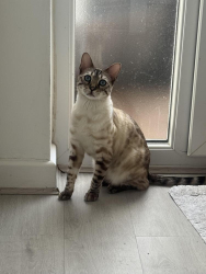 Lost Male Cat last seen Hainault Ig6, Greater London, England IG6 3TJ