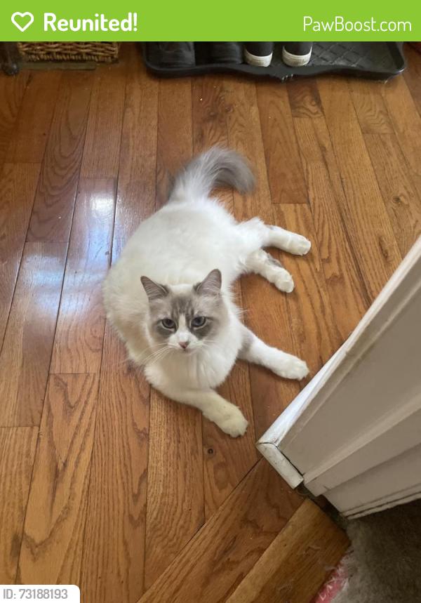 Reunited Female Cat last seen Gittens Street, Pittsburgh, PA 15212