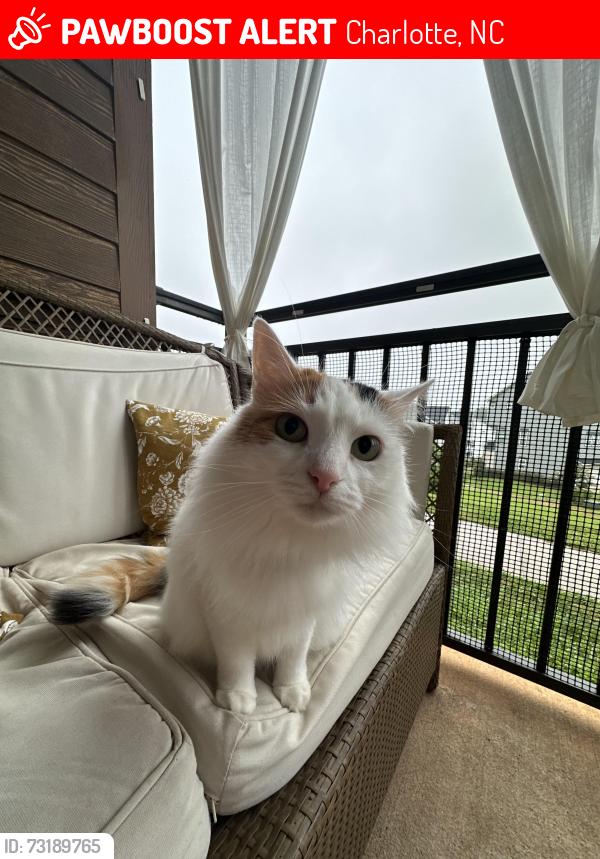 Lost Female Cat last seen Prine Place and Twitter Ln, Charlotte, NC 28213