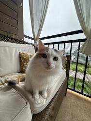 Lost Female Cat last seen Prine Place and Twitter Ln, Charlotte, NC 28213