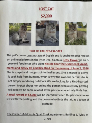 Lost Female Cat last seen Lost near Kinsey Rd and Rice Rd Tyler, Tx 75703, Tyler, TX 75703