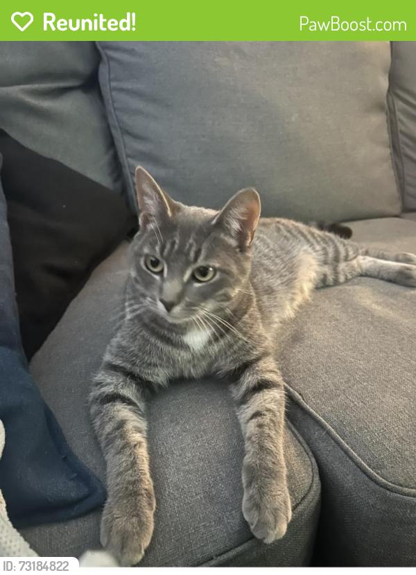 Reunited Female Cat last seen Spruce and Scott street, London, ON N5W 2J3