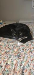 Lost Male Cat last seen 75th Way N. Between 154th & 150th, West Palm Beach, FL 33418