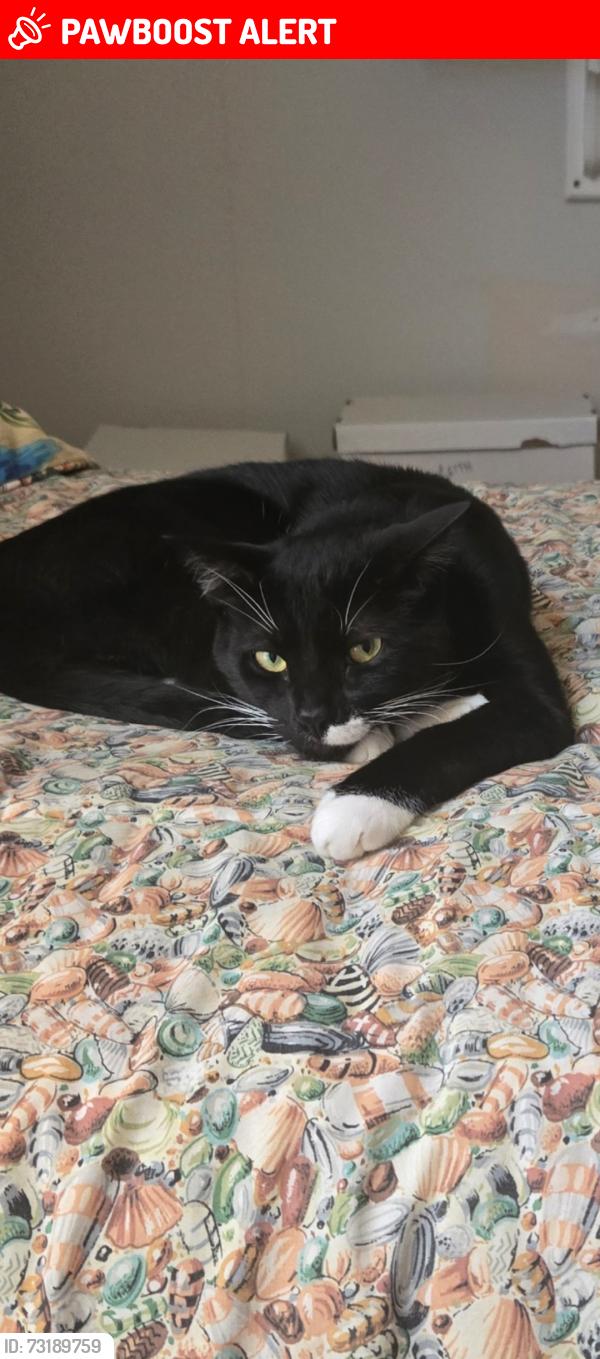 Lost Male Cat last seen 75th Way N. Between 154th & 150th, West Palm Beach, FL 33418
