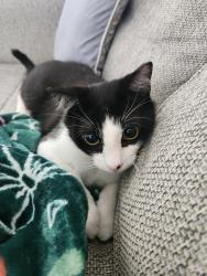 Lost Male Cat last seen Brushy Creek and Taylors Rd., Greer, SC 29650