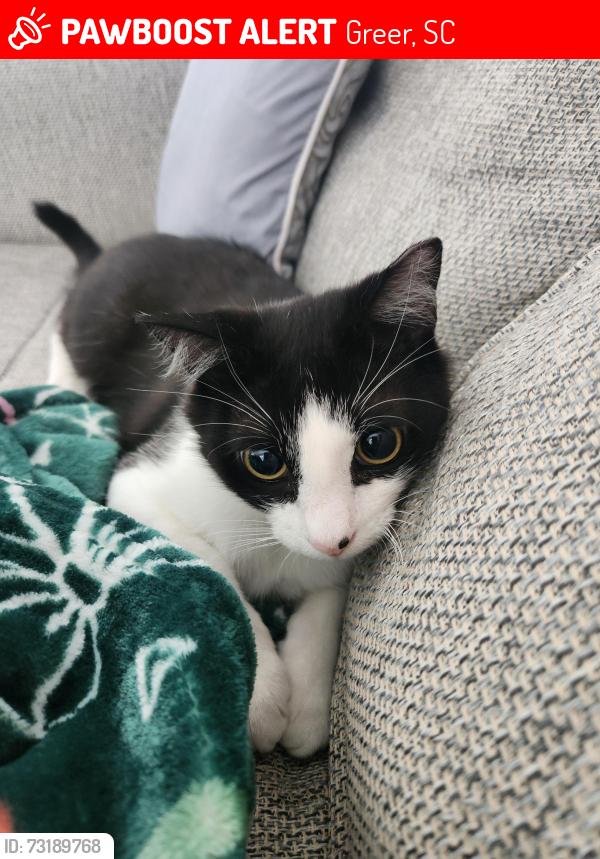 Lost Male Cat last seen Brushy Creek and Taylors Rd., Greer, SC 29650
