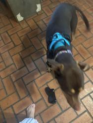 Reunited Female Dog last seen Near Trailridge Melissa, Melissa, TX 75454