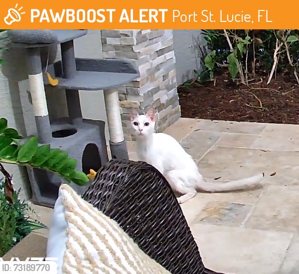 Found/Stray Unknown Cat last seen Savona and Paar, Port St. Lucie, FL 34953