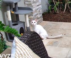 Found/Stray Unknown Cat last seen Savona and Paar, Port St. Lucie, FL 34953
