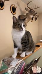 Lost Male Cat last seen North cloquet road, Cloquet, MN 55720