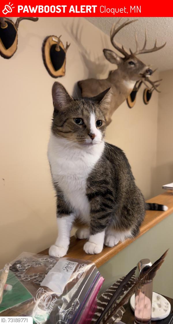 Lost Male Cat last seen North cloquet road, Cloquet, MN 55720