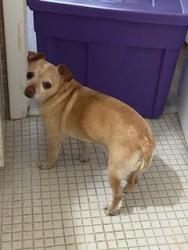 Reunited Male Dog last seen W. Oakland Park and 27th Avenue, Oakland Park, FL 33311