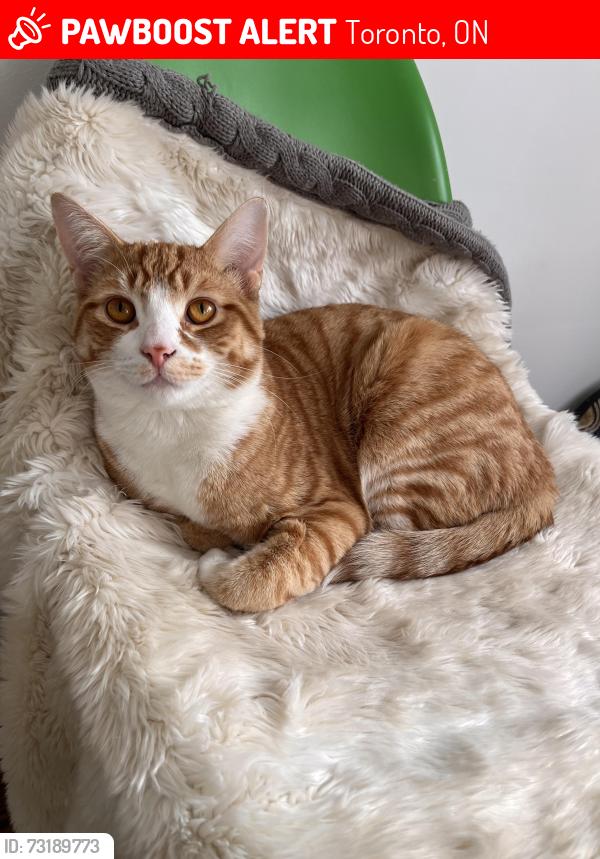 Lost Male Cat last seen Broadway Avenue & Mount pleasant Avenue, Toronto, ON 
