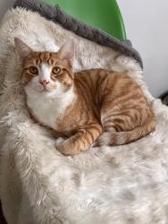 Lost Male Cat last seen Broadway Avenue & Mount pleasant Avenue, Toronto, ON 