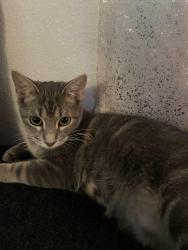 Lost Female Cat last seen Near chalk maple dr Killeen, Tx 76542, Killeen, TX 76542